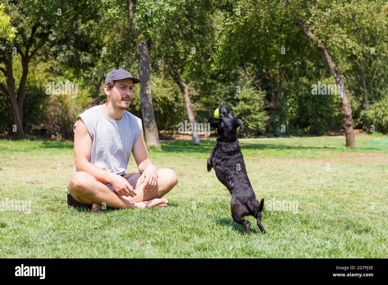 Junger Mann mit Mütze auf Gras sitzend und schwarzer Hund, der mit Tennisball auf dem Mund springt. Männlicher Besitzer, der am sonnigen Tag mit einem Haustier im Park spielt Stockfoto