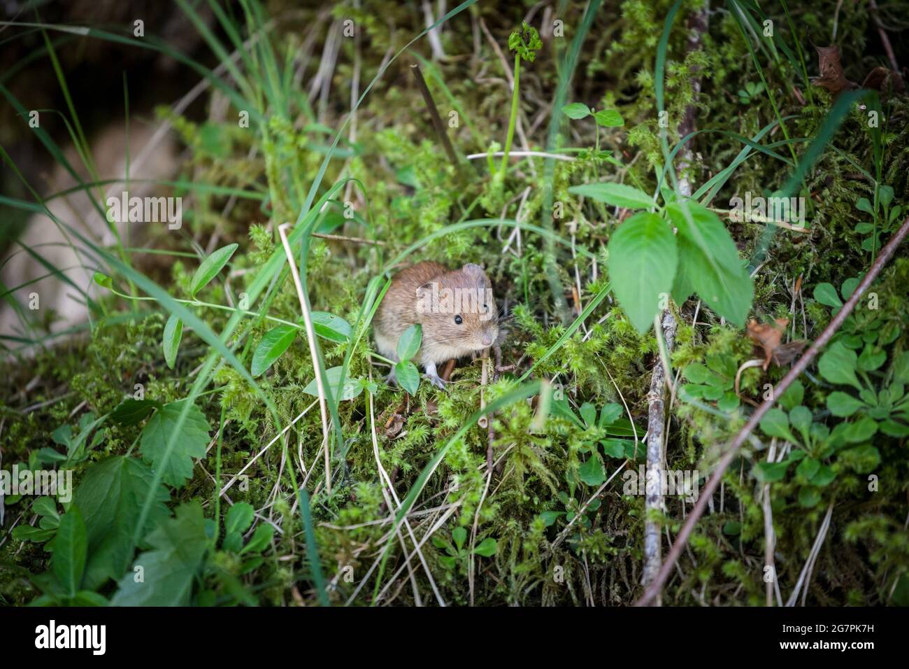 Bild einer Holzmäuse, apodemus sylvaticus, die auf die Kamera schaut. Die Waldmaus ist ein murides Nagetier, das in Europa und im Nordwesten Afrikas beheimatet ist Stockfoto