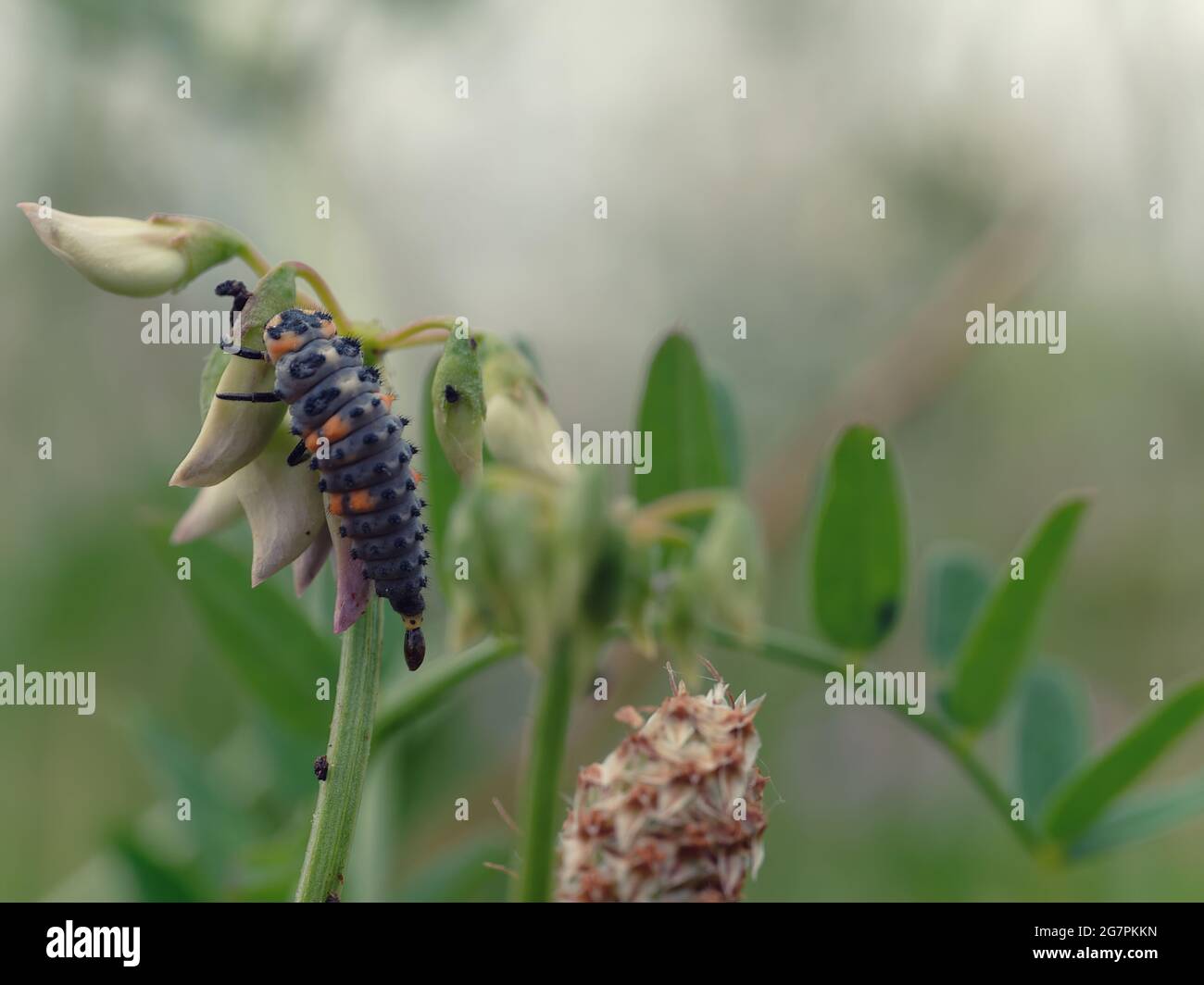Selektive Fokusaufnahme einer Marienkäfer-Larve auf einer Pflanze Stockfoto