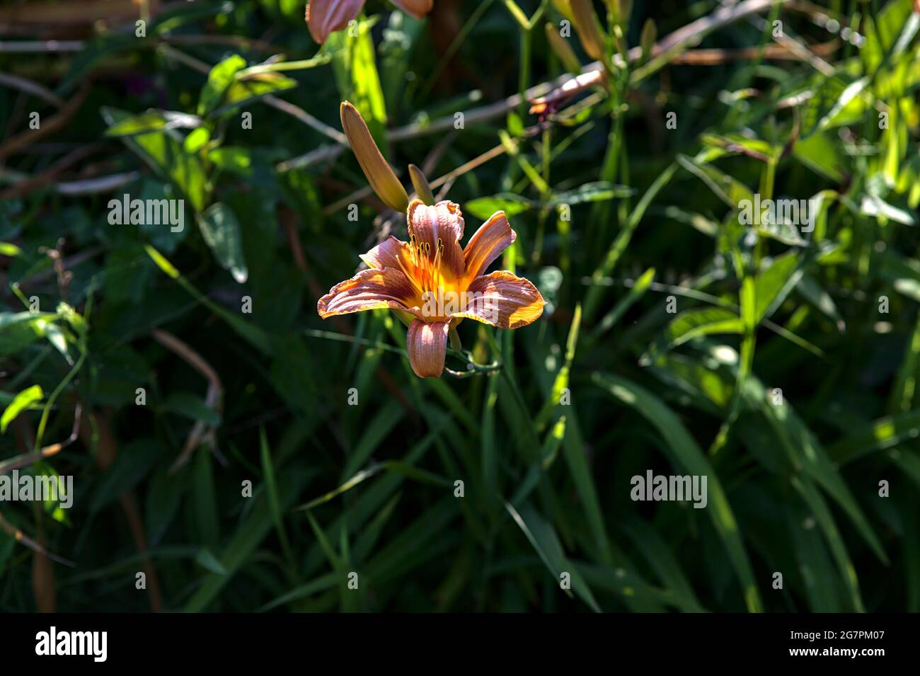 Lilium croceum im Gras, das bei Sonnenuntergang von der Sonne beleuchtet wird Stockfoto