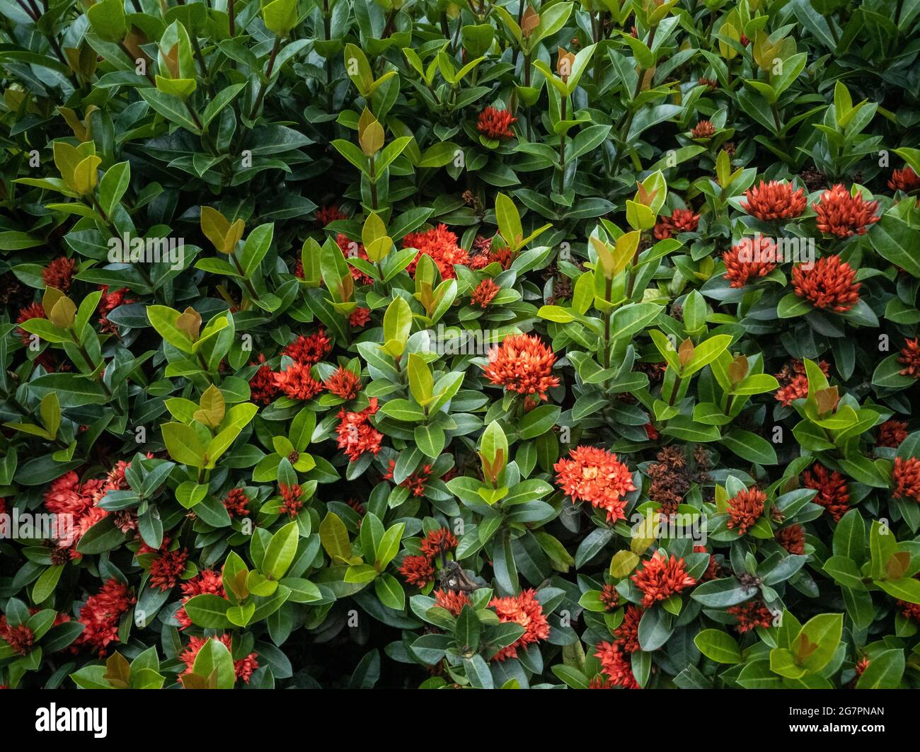 Schöner Busch einer westindischen Jasminblüte (Ixora) im Sonnenschein Stockfoto