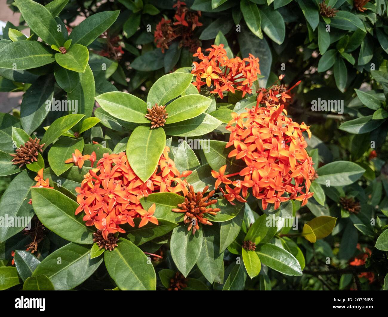 Schöner Busch einer westindischen Jasminblüte (Ixora) im Sonnenschein Stockfoto