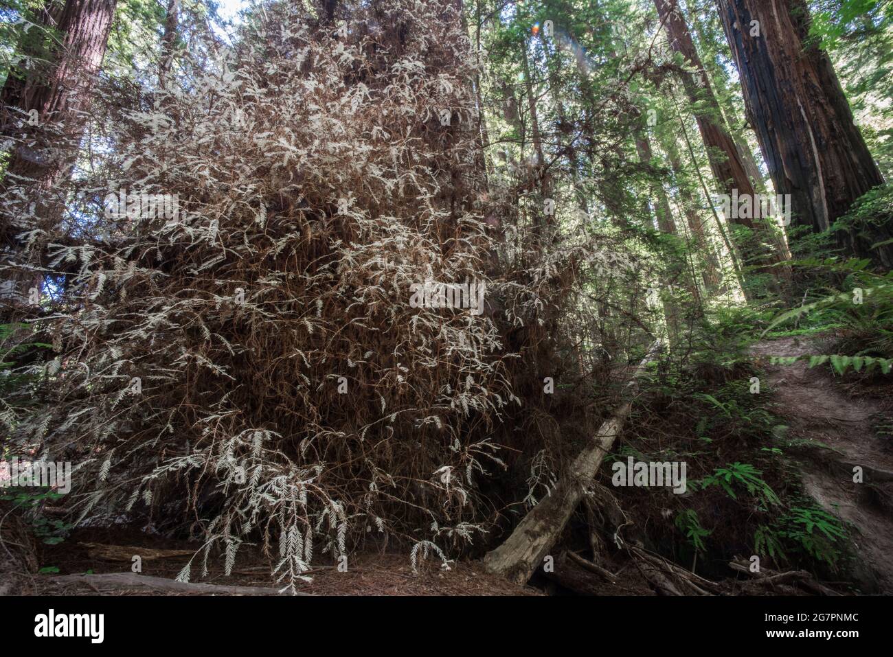 Ein seltener Rotholzbaum an der Albino-Küste (Sequoia sempervirens) im Humboldt County, Kalifornien. Von diesen Bäumen ist nur sehr wenige bekannt. Stockfoto