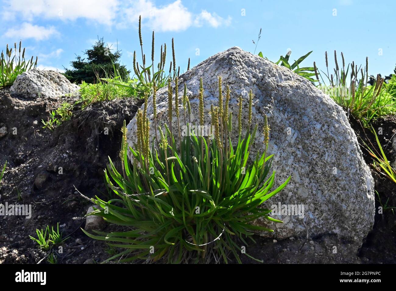 Meeresbergauf wächst auf Meeresfelsen.Plantago maritima wächst unter dem Stein. Stockfoto