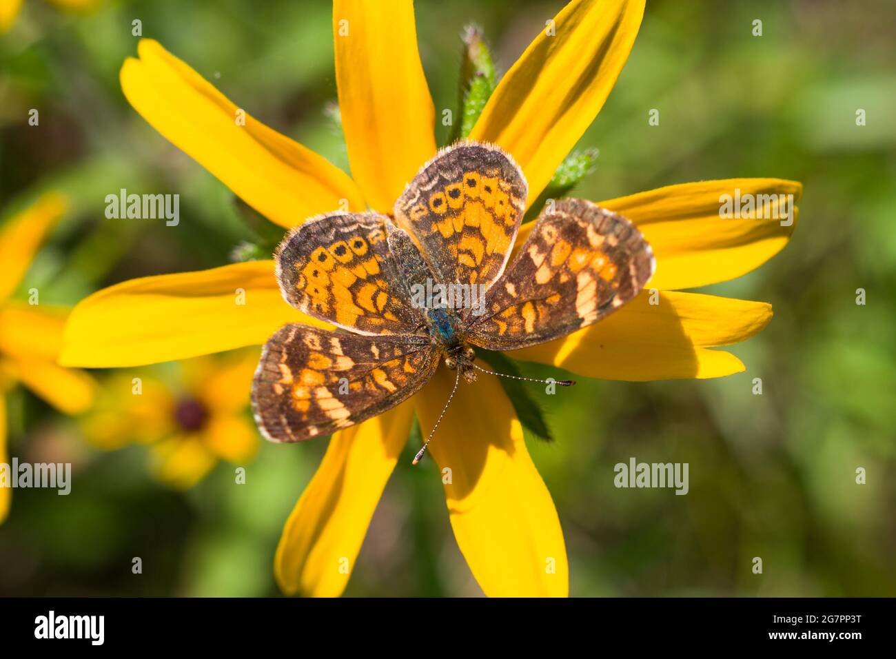 Nördlicher Halbmondschmetterling (Phyciodes cocyta), der an einer Blume nektariert. Stockfoto