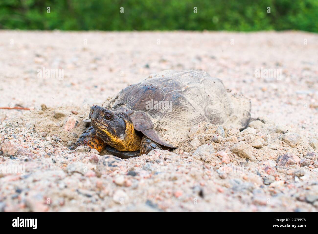 Eine weibliche Holzschildkröte (Glyptemys insculpta), die Eier auf einer Schotterstraße legt. Stockfoto