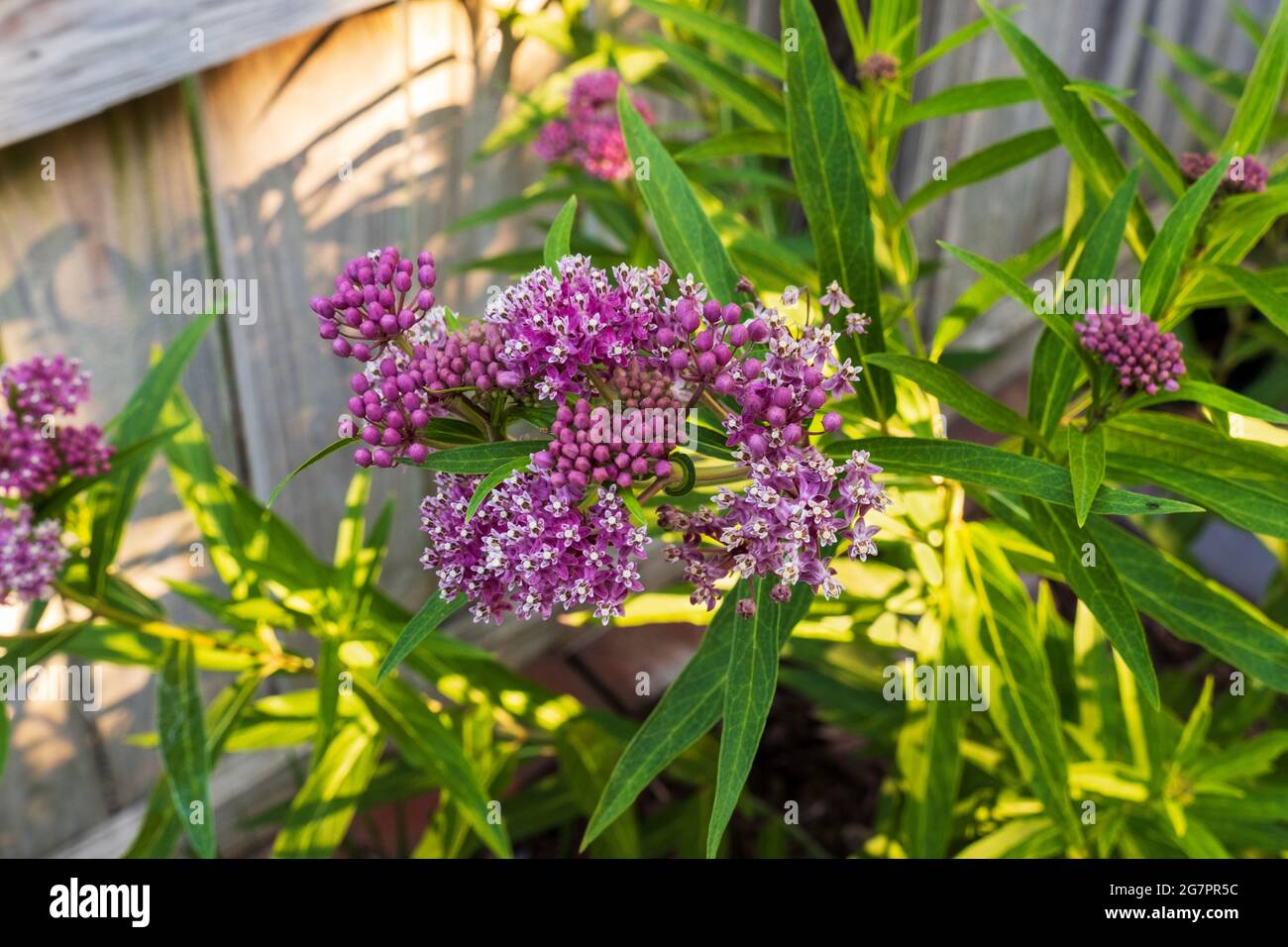 Milchkraut, Asclepias, „Cinderella“ in voller Blüte. Wird oft Sumpfmilchkraut genannt. Kansas, USA Stockfoto