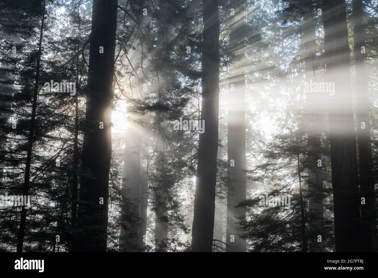 Ein nebliger Morgen im Redwood-Wald, während die Sonne durch den Nebel und die Redwood-Bäume in der Wildnis von Del Norte County, Kalifornien, scheint. Stockfoto