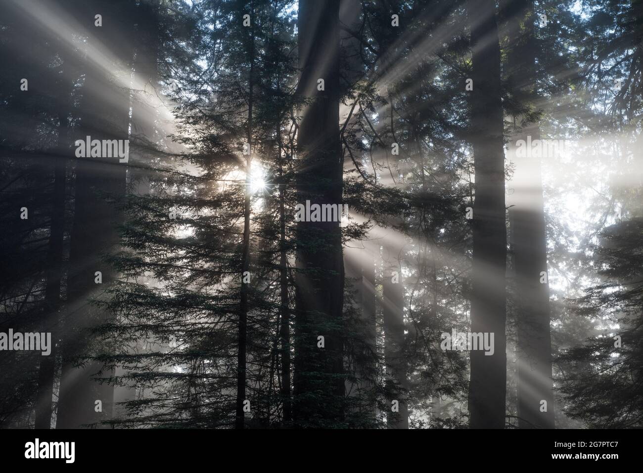 Ein nebliger Morgen im Redwood-Wald, während die Sonne durch den Nebel und die Redwood-Bäume in der Wildnis von Del Norte County, Kalifornien, scheint. Stockfoto