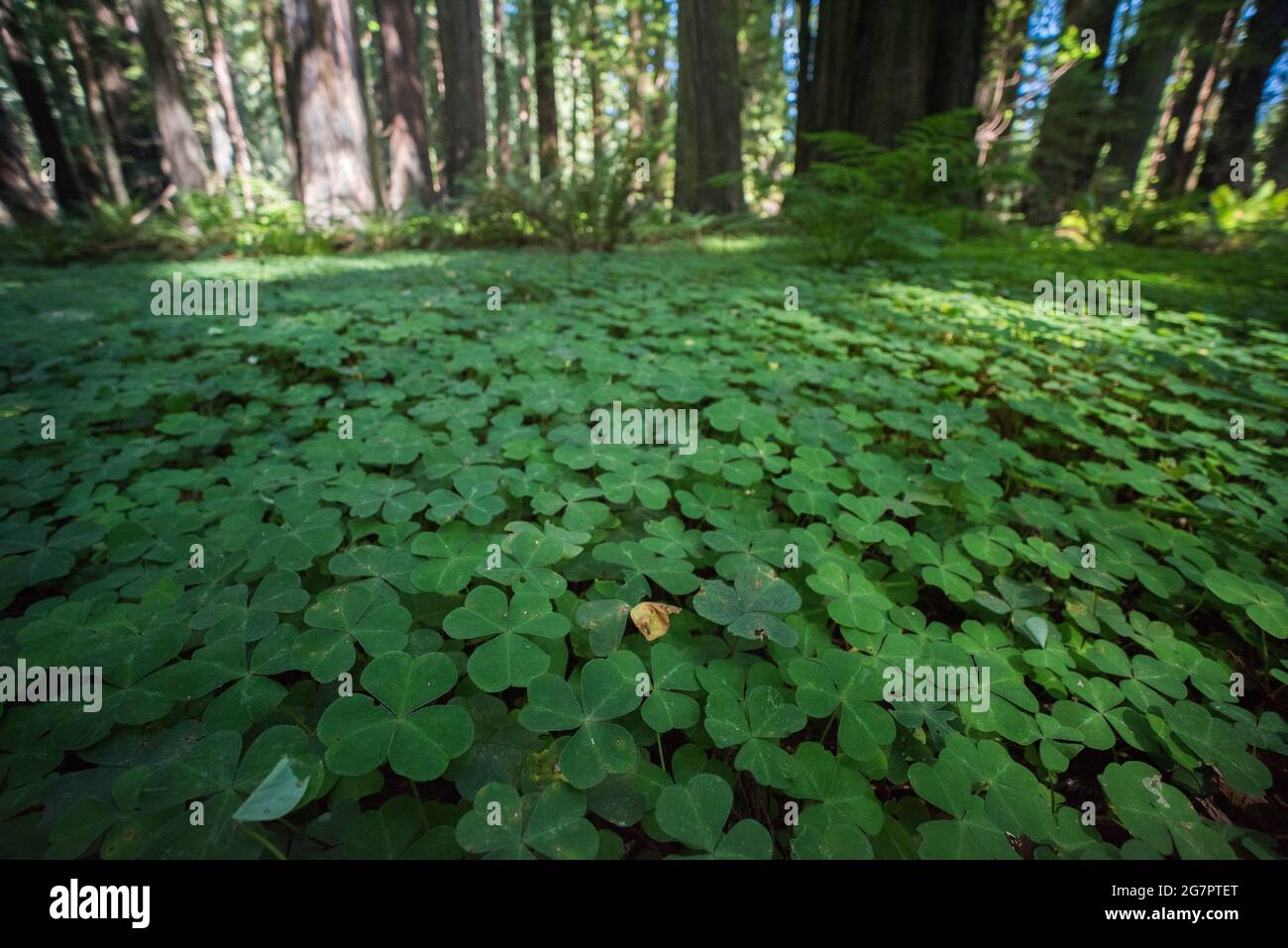 Oxalis-Pflanzen bedecken den Waldboden und machen einen Großteil des Unterwuchses im Redwood-Wald in Teilen Nordkaliforniens aus. Stockfoto