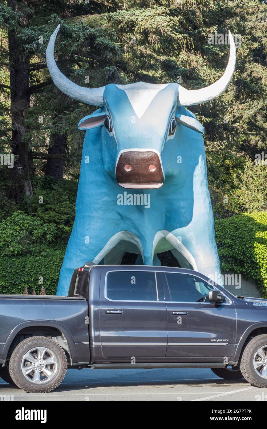 Eine Statue von Babe the blue Ox, einem riesigen Ochsen aus amerikanischer Folklore, an einer Touristenattraktion am Straßenrand in Nordkalifornien. Stockfoto