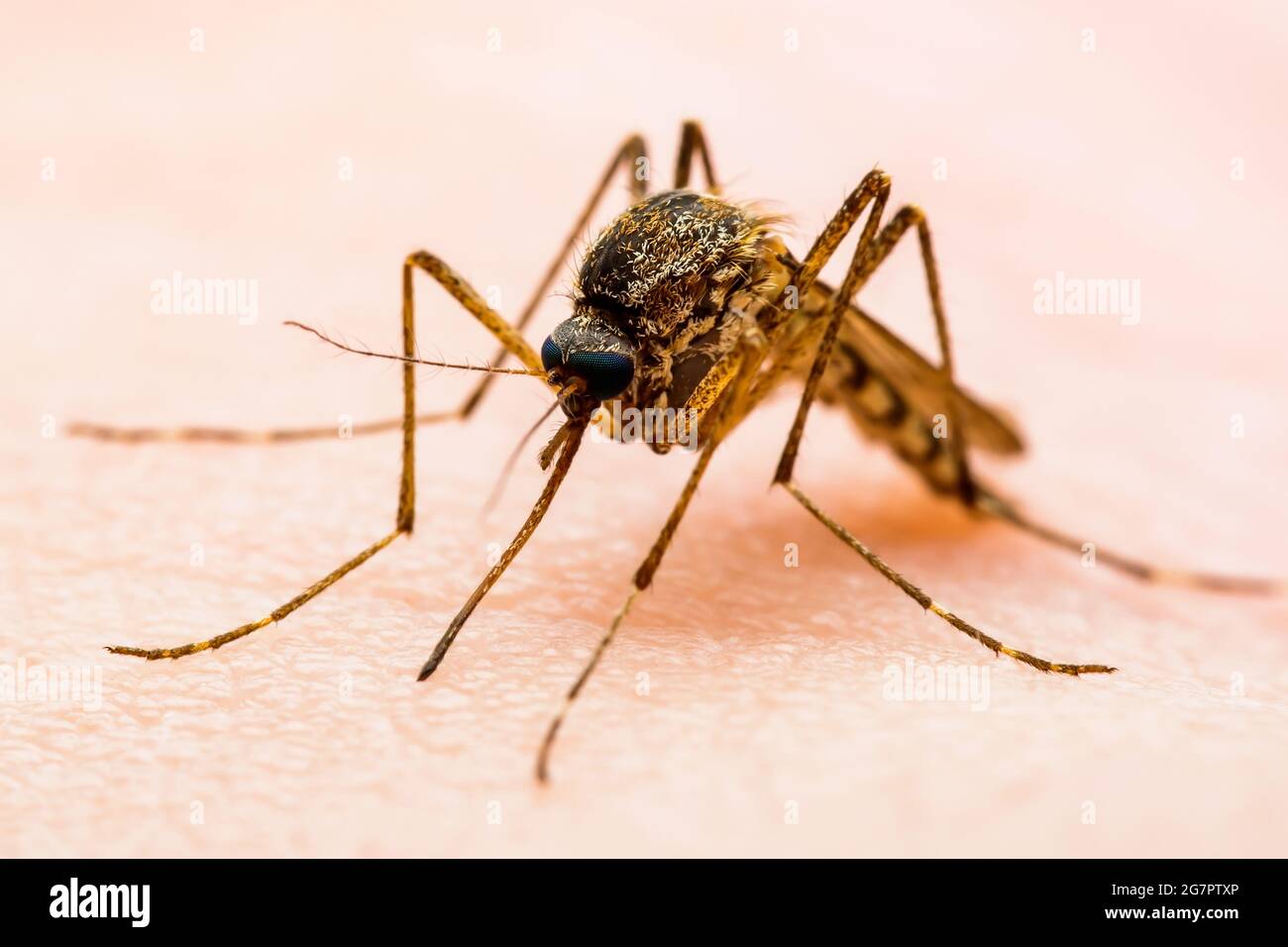 Malariainfizierte Mückenbeiße auf grünem Hintergrund. Leishmaniose, Enzephalitis, Gelbfieber, Dengue, Malaria-Krankheit, Mayaro oder Zika-Virus Infectiou Stockfoto