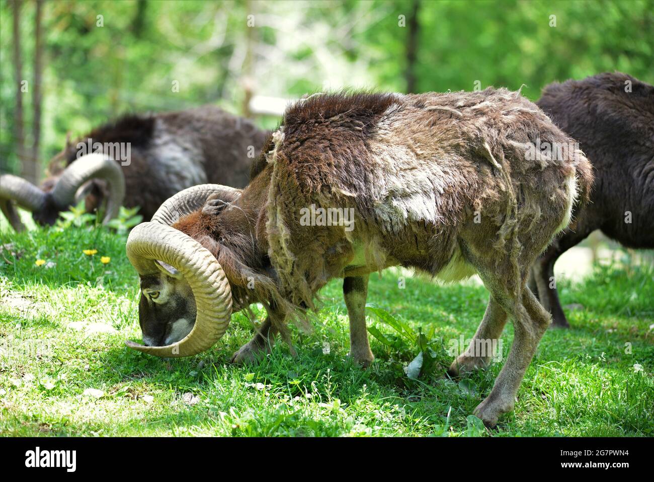 Molló Parc Tiere in der Region Ripolles, Provinz Gerona, Katalonien, Spanien Stockfoto