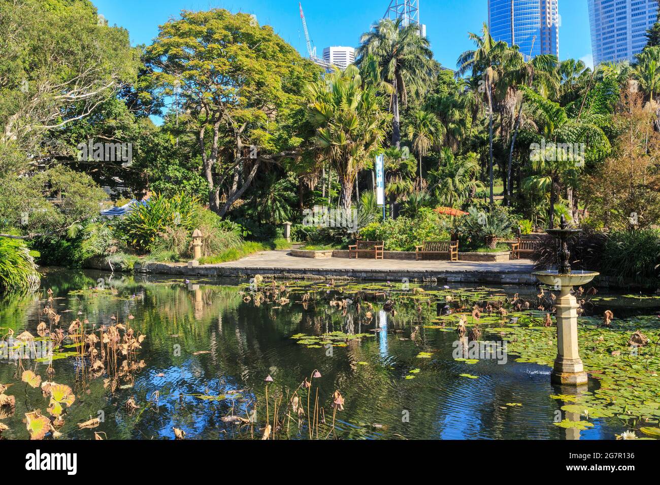 Der Lotusteich im Royal Botanic Garden, einem großen Park in Sydney, Australien Stockfoto