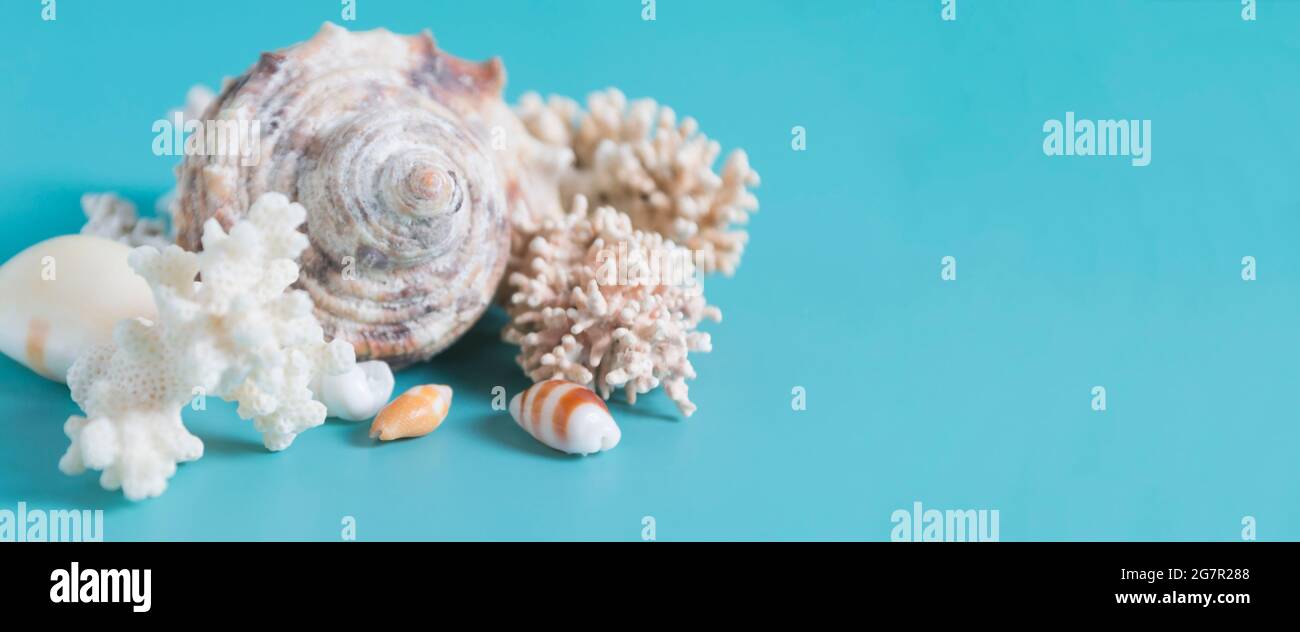 Sommer Meer Hintergrund - Muscheln und Korallen auf einem blauen Hintergrund. Stockfoto