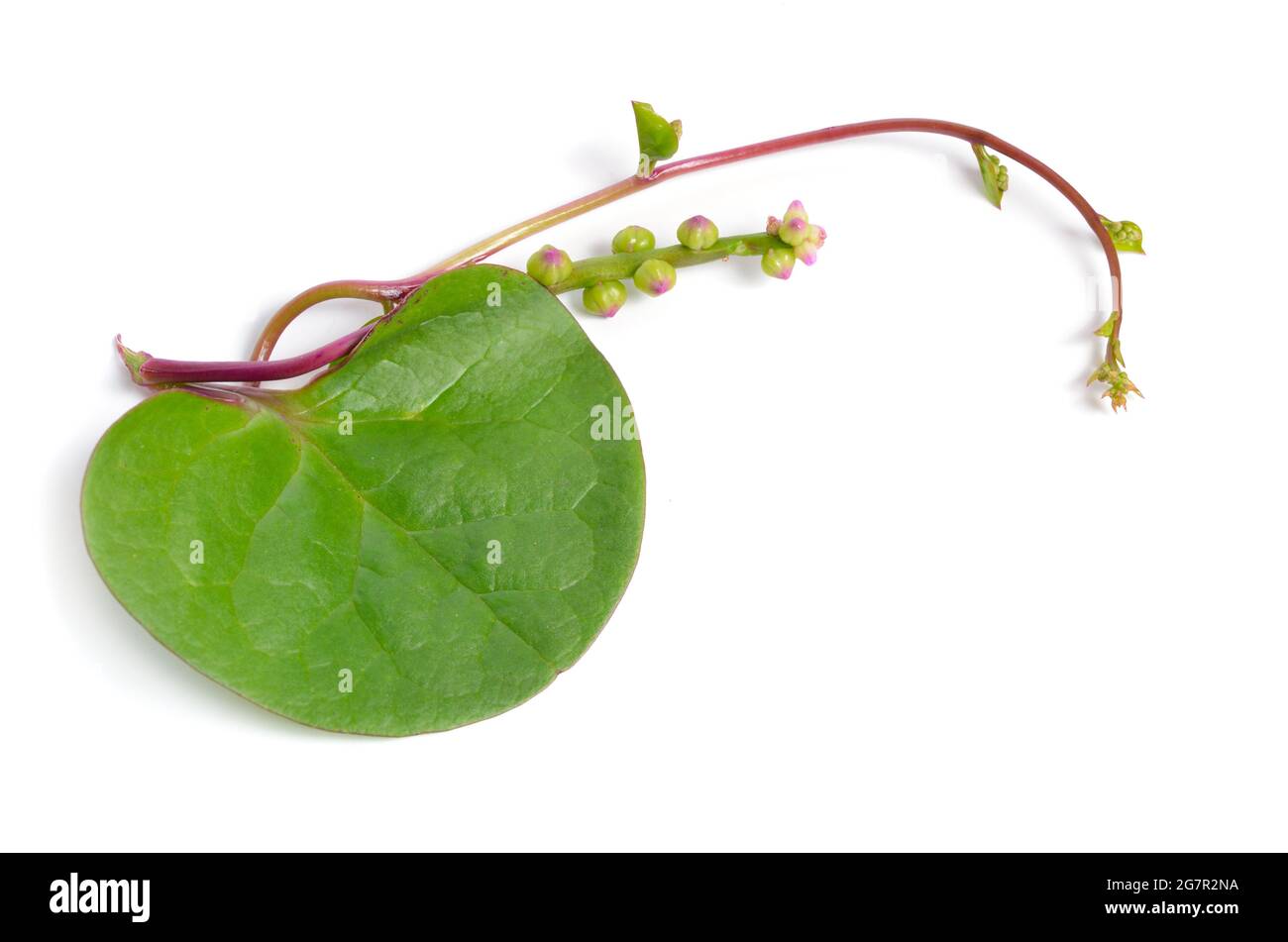 Basella alba ist unter verschiedenen gebräuchlichen Namen bekannt, darunter Malabar-Spinat, Weinspinat und Ceylon-Spinat. Isoliert auf weißem Hintergrund. Stockfoto