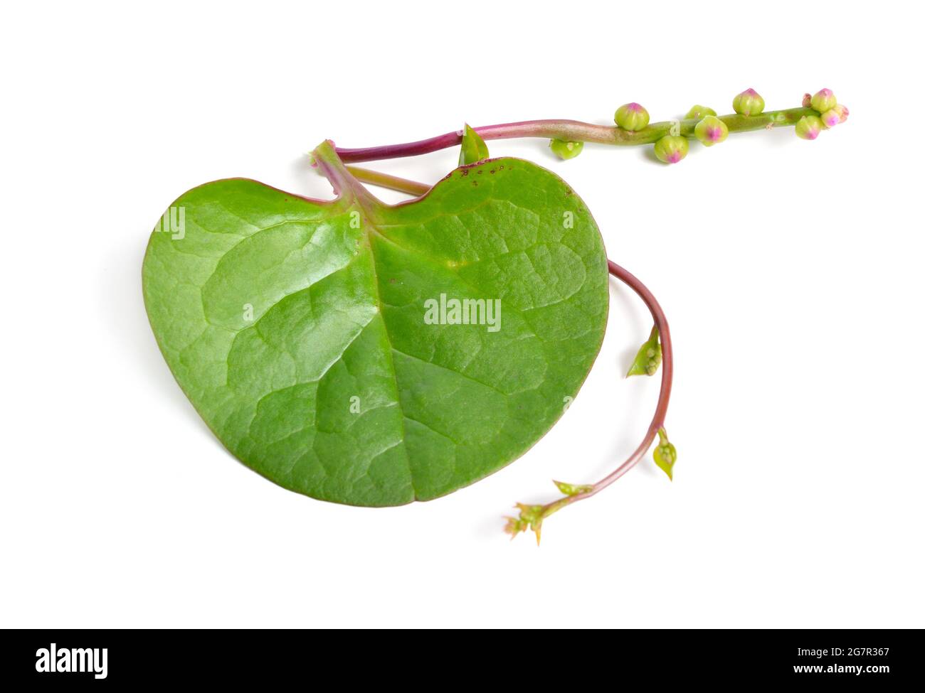 Basella alba ist unter verschiedenen gebräuchlichen Namen bekannt, darunter Malabar-Spinat, Weinspinat und Ceylon-Spinat. Isoliert auf weißem Hintergrund. Stockfoto