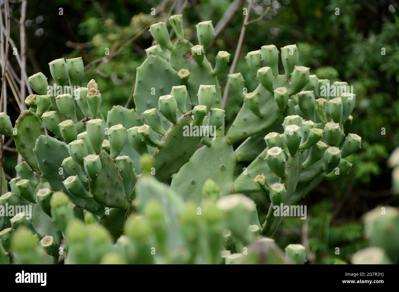 Den reifen grünen Kaktus mit Pflanze im Wald vereinigen. Stockfoto