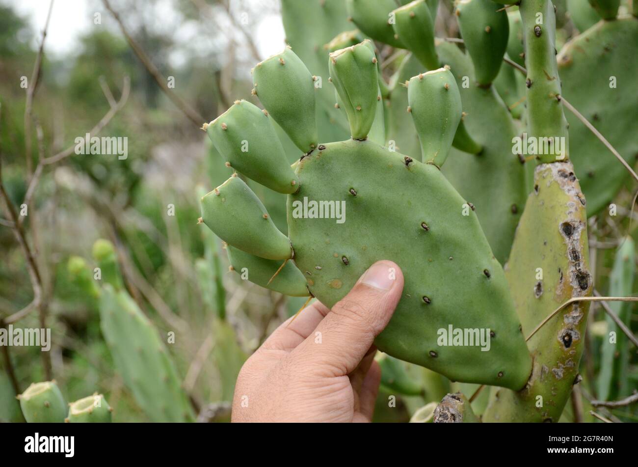 Bis männliche Hand hält Bund von reifen grünen Kaktus im Wald. Stockfoto