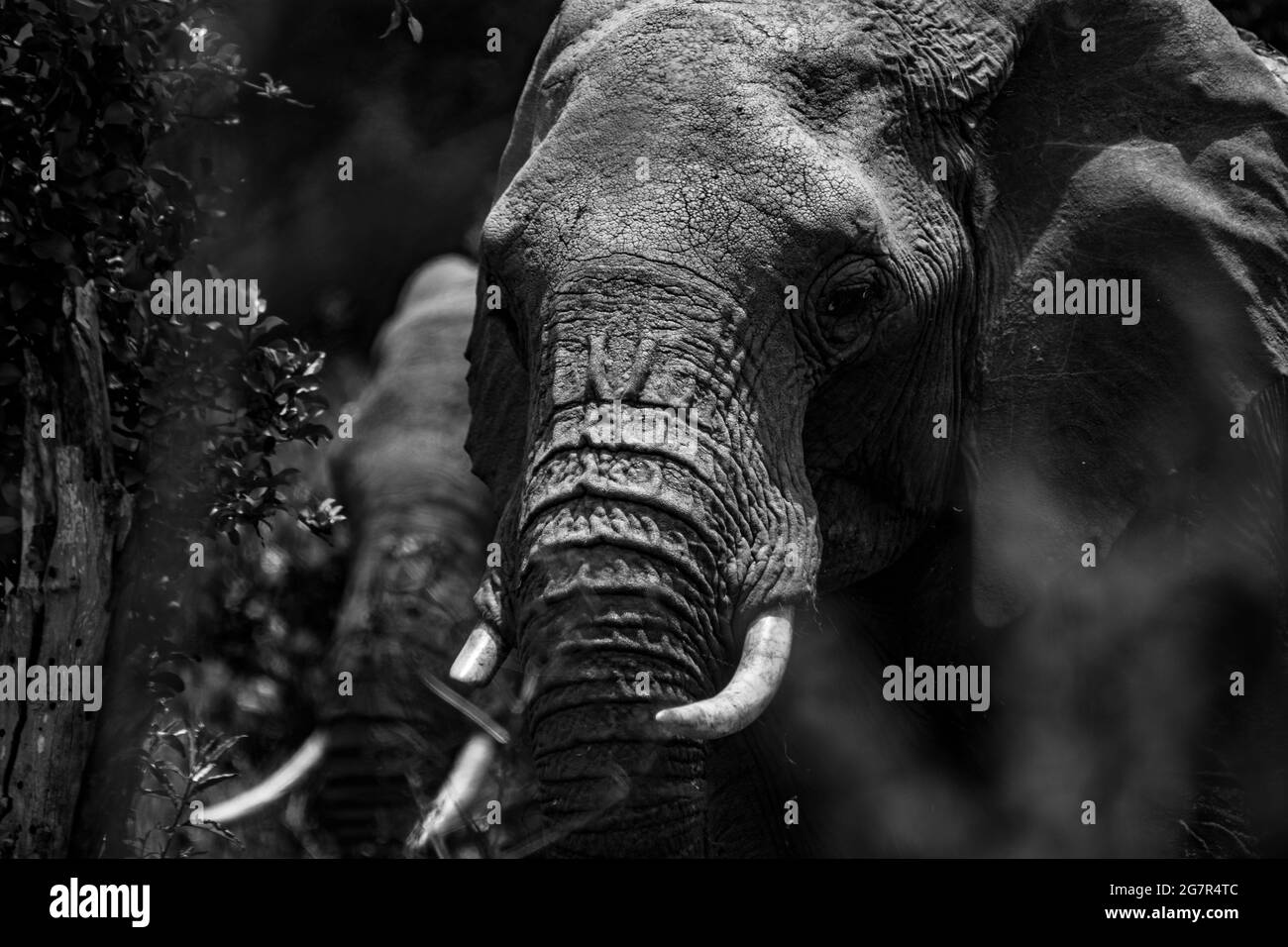 Eine Matriarchin einer Gruppe von Elefanten, die von vorne in schwarz-weiß fotografiert wurde, während einer Safari auf der Lolldaiga Ranch in Kenia Stockfoto