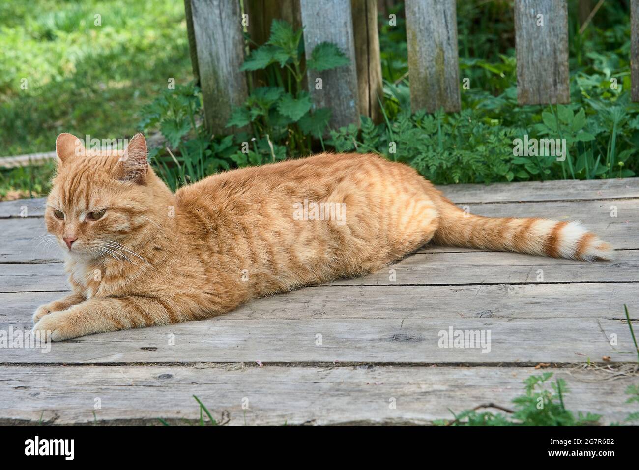 Eine rothaarige Katze liegt auf einer Holzbrücke Stockfoto