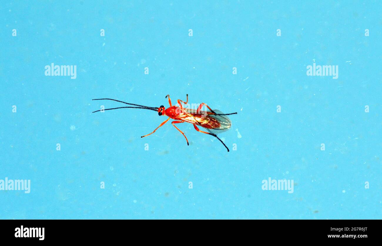 Nahaufnahme eines Makrobildes einer Wespe auf einem schmutzigen Fenster:  Braconidae - Familie parasitoider Wespen, eine von 7000 Wespenarten, die in  großbritannien leben Stockfotografie - Alamy