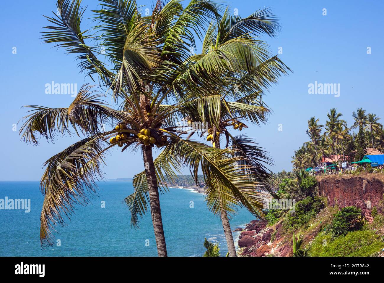 Palmen mit Kokosnüssen und Clifftop mit Blick auf das Arabische Meer in Varkala, Kerala, Indien Stockfoto
