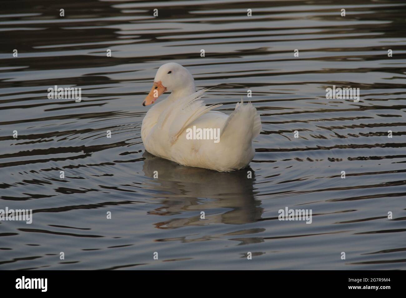 Weiße Enten im See. Ideal für Natur Hintergrund Stockfoto