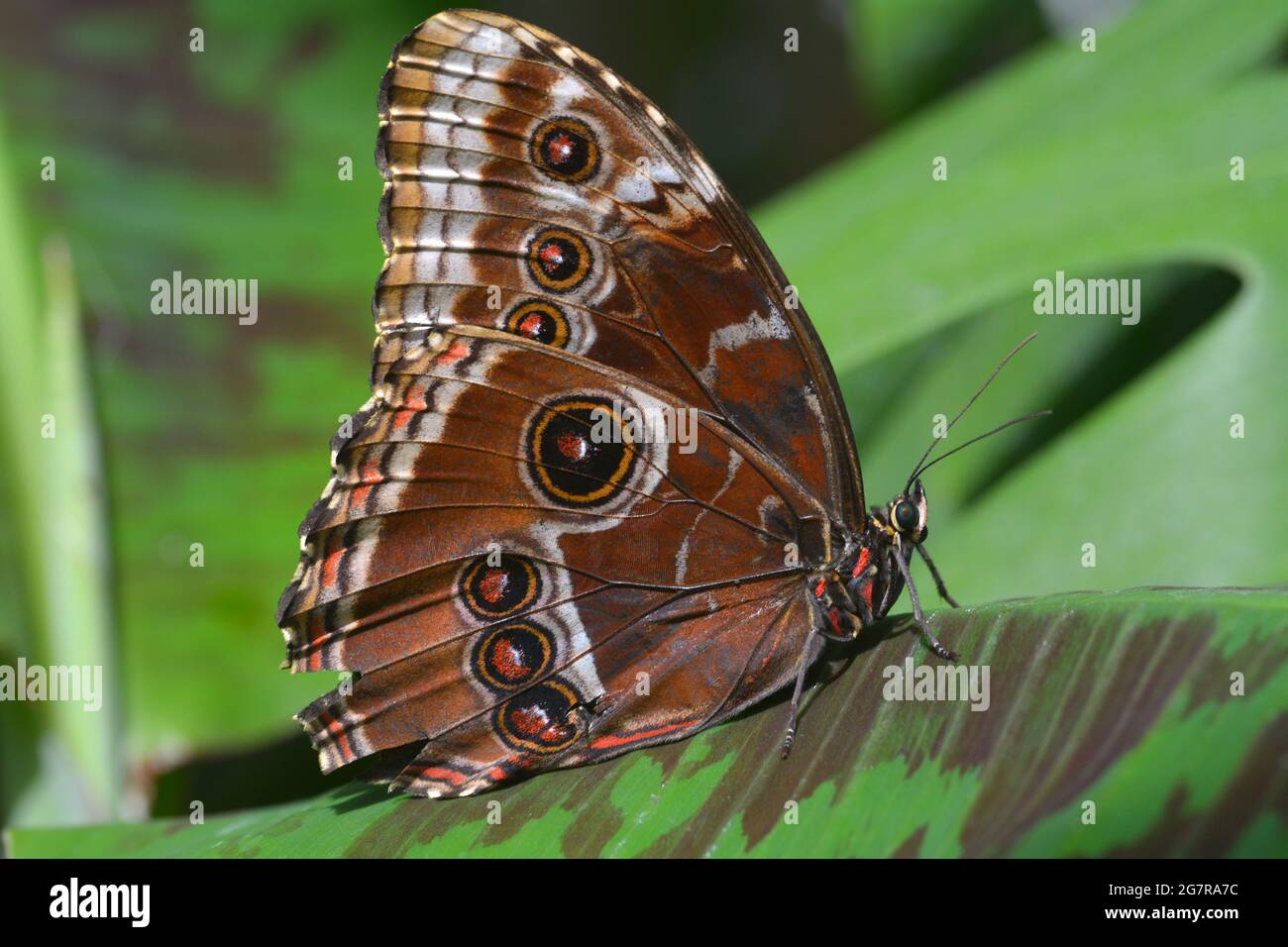 Nahaufnahme oder Makroaufnahme eines Schmetterlings, der auf einem grünen Blatt ruht, dieses ist die Unterseite eines blauen Morpho, Morpho dididius Stockfoto