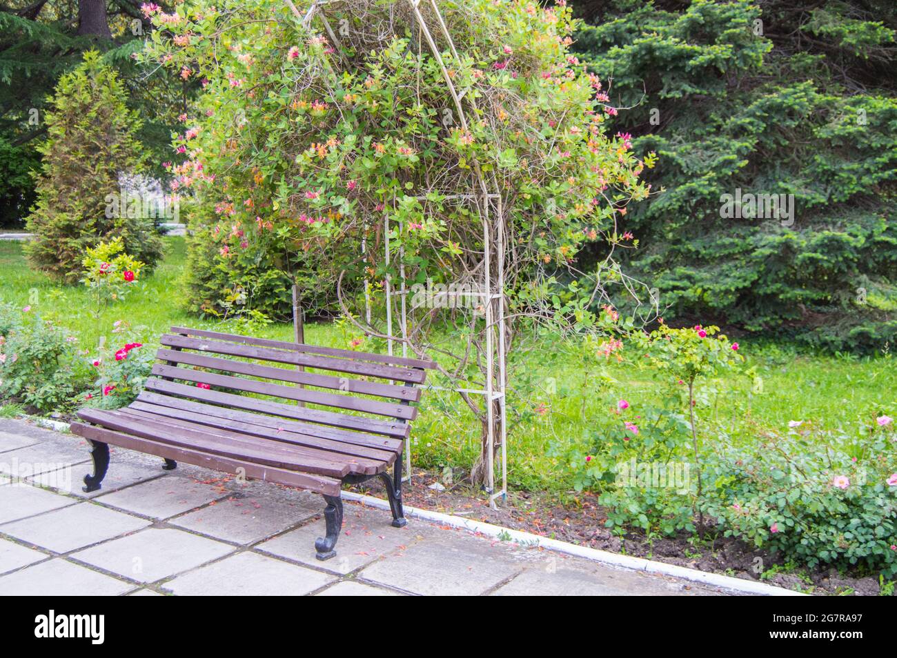 Eine alte Holzbank in der Nähe eines mit Blumen bedeckten Spaliers, ein Quellpark, ein selektiver Fokus. Stockfoto