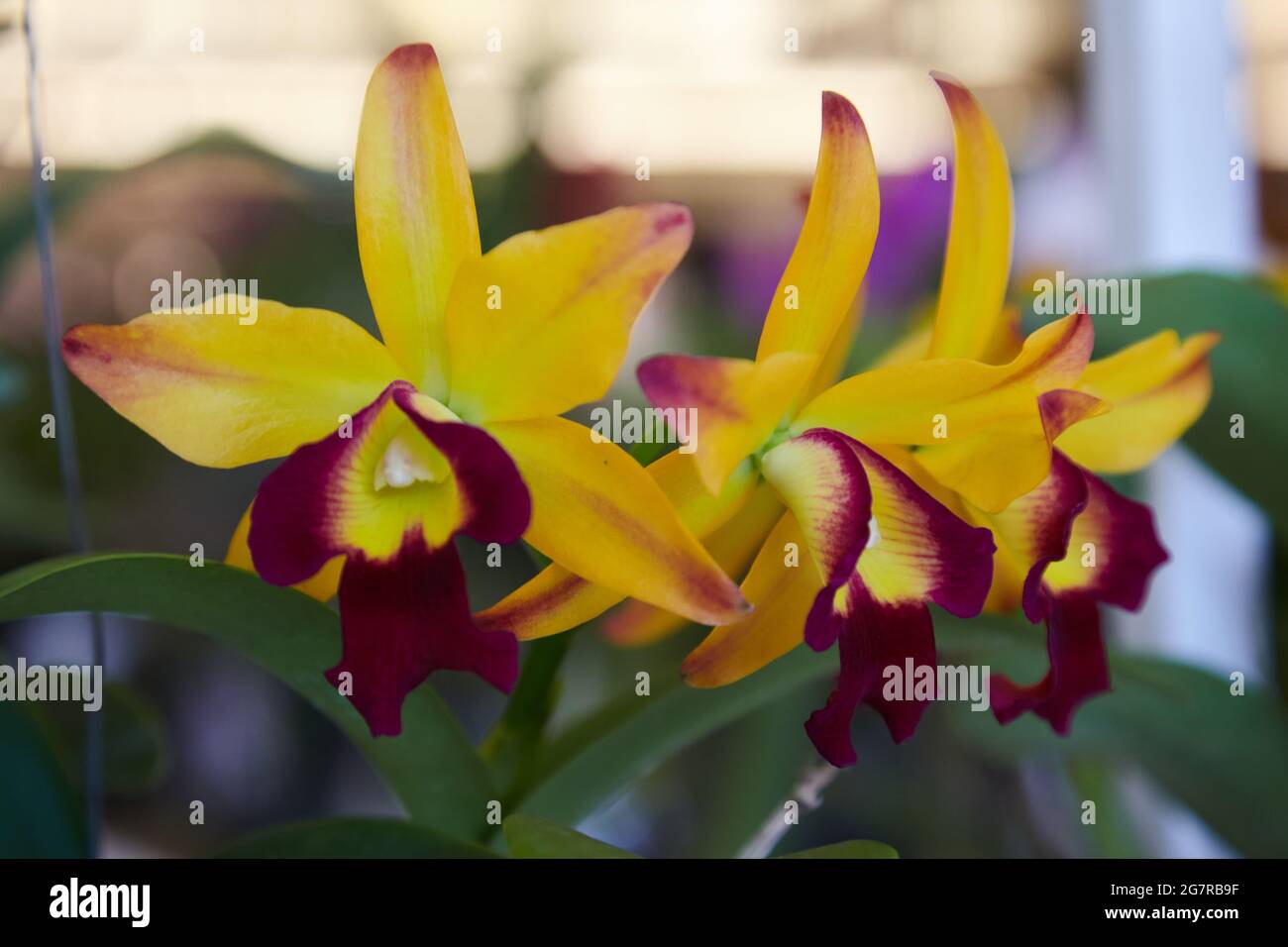 Cattleya Orchideen, Corsage Orchideen, Orchideenblumen, Siam Paragon, Einkaufszentrum, Pathum Wan, Bangkok, Thailand, Asien Stockfoto