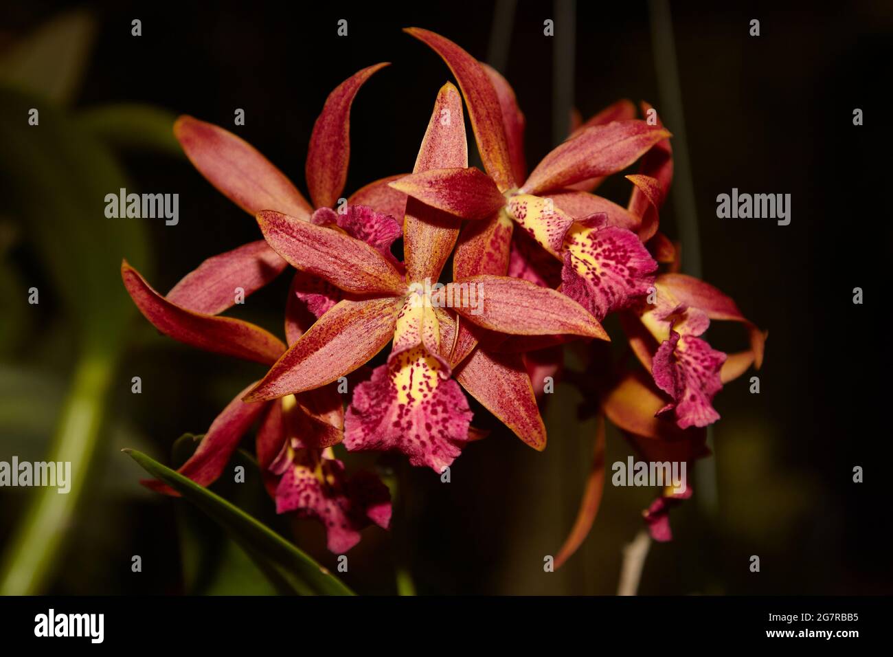 cattleya Orchideen, Corsage Orchideen, Orchideenblumen, Siam Paragon, Einkaufszentrum, Pathum Wan, Bangkok, Thailand, Asien Stockfoto