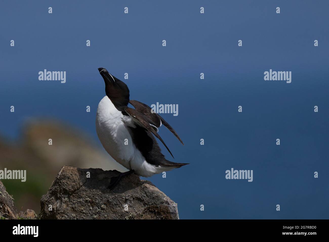 Razorbill (Alca torda) auf den Klippen von Skomer Island vor der Küste von Pembrokeshire in Wales, Großbritannien. Stockfoto