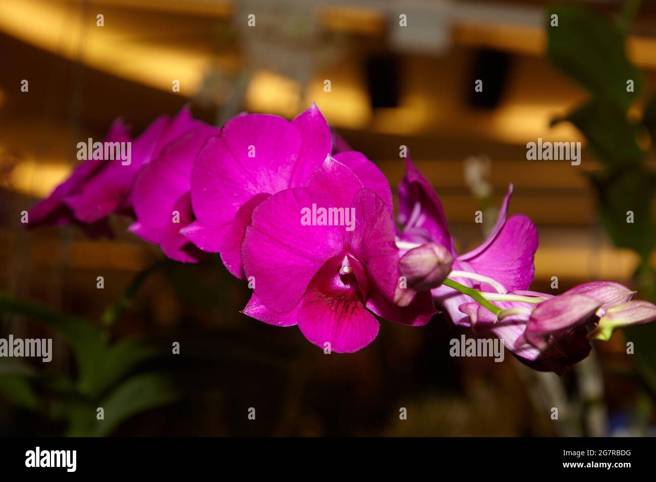 Cattleya Orchideen, Corsage Orchideen, Orchideenblumen, Siam Paragon, Einkaufszentrum, Pathum Wan, Bangkok, Thailand, Asien Stockfoto