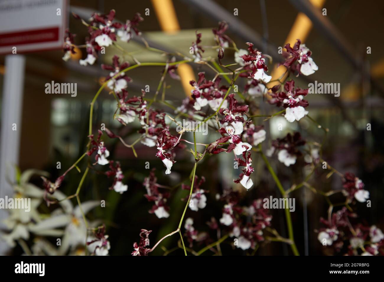 Dendrobium Orchids, Orchideenblumen, Siam Paragon, Einkaufszentrum, Pathum Wan, Bangkok, Thailand, Asien Stockfoto