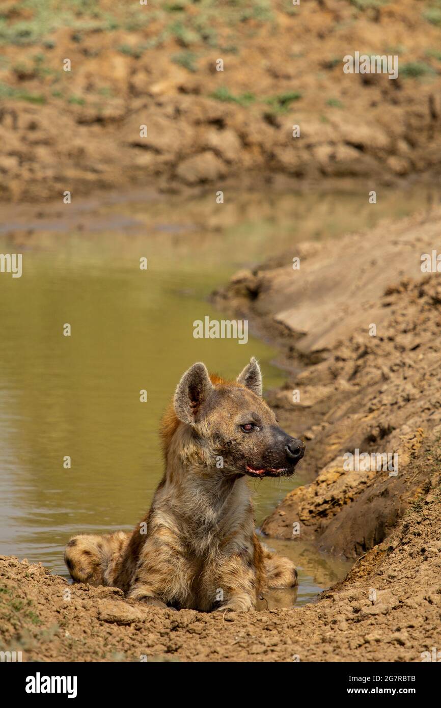 Eine gefleckte Hyäne (Crocuta crocuta), die in einem Wasserloch im South Luangwa National Park, Mfuwe, Sambia, liegt Stockfoto