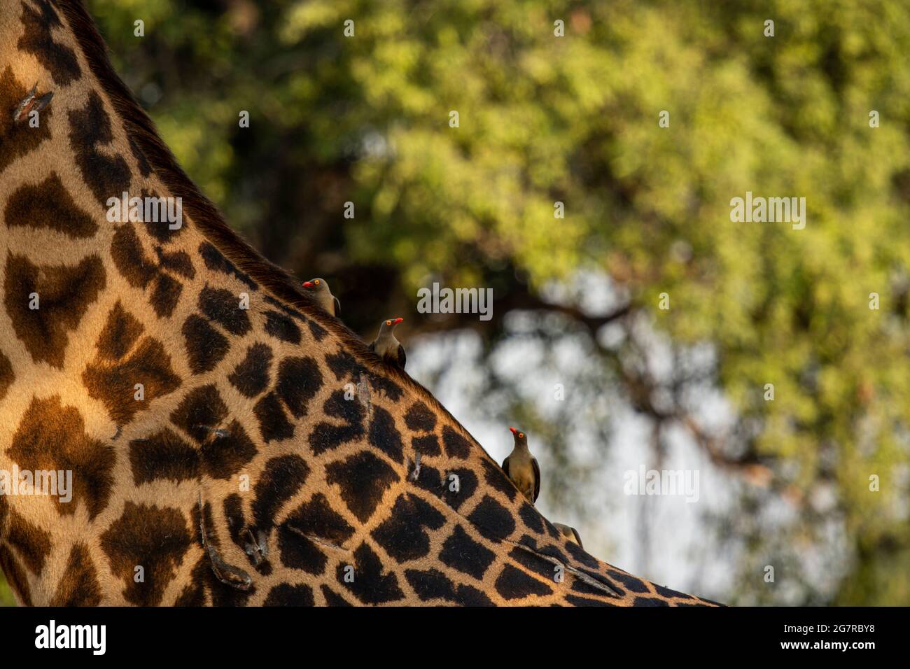 Rotschnabel-Ochsenspechte (Buphagus erythrorhynchus) auf dem Hals und Rücken einer Thornicroft-Giraffe im South Luangwa National Park, Mfuwe, Sambia Stockfoto
