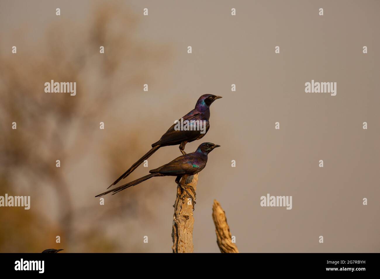 Ein Paar von Meve-Staren thront auf einer Zweigstelle im South Luangwa National Park, Sambia Stockfoto