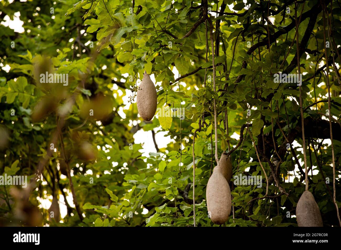 Frucht des Wurstbaums (Kigelia africana) im South Luangwa National Park, Sambia. Stockfoto