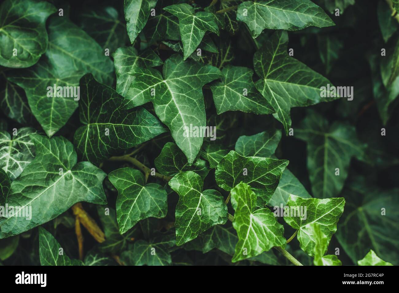 Hedera Helix, Efeu. Immergrne Rebe, kletternde, blhende Wildpflanze der  Gattung Efeu aus der Familie der Araliaceae. Nahaufnahme von dunklen  Blttern im Garten Stockfotografie - Alamy