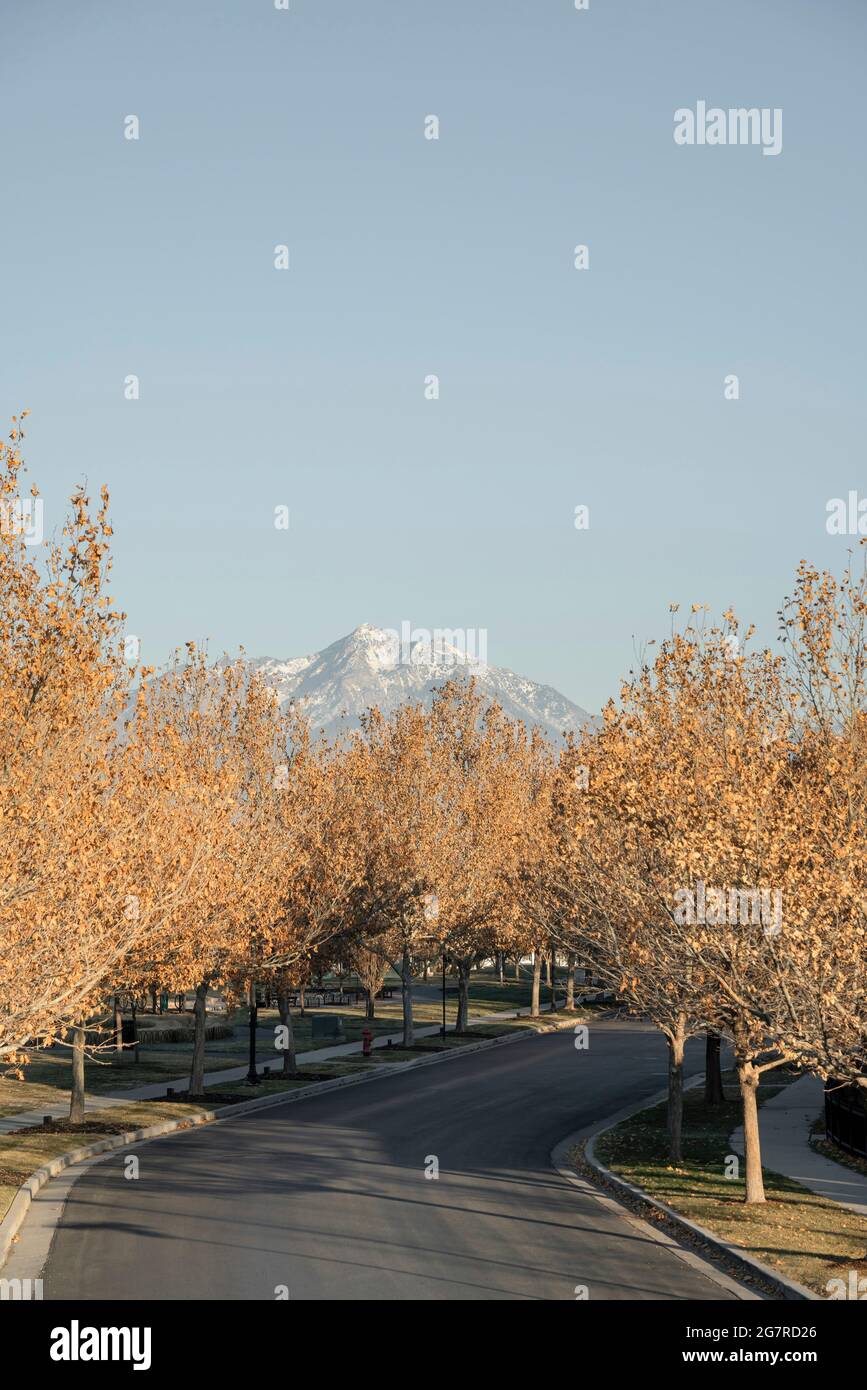 Draufsicht auf eine kurvige Straße in der Mitte der Bäume Stockfoto