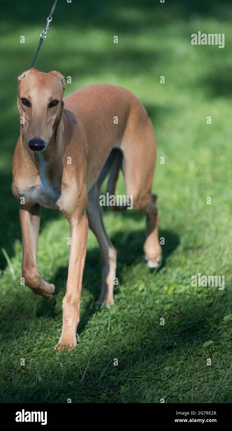 Whippet auf der Hundeausstellung Stockfoto