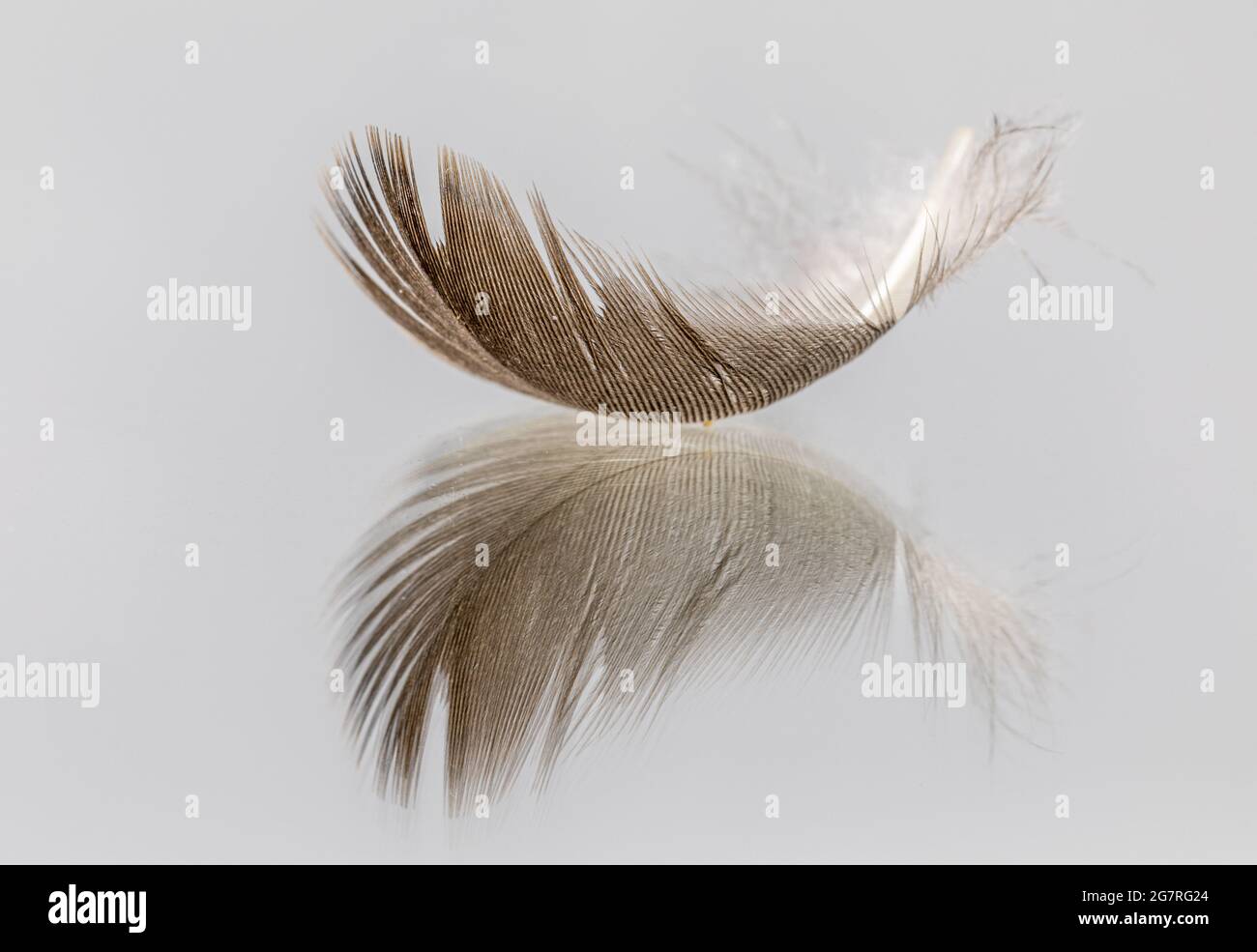 Eine einzelne braune Vogelfeder mit Spiegelung. Isoliert auf weißem Hintergrund Stockfoto