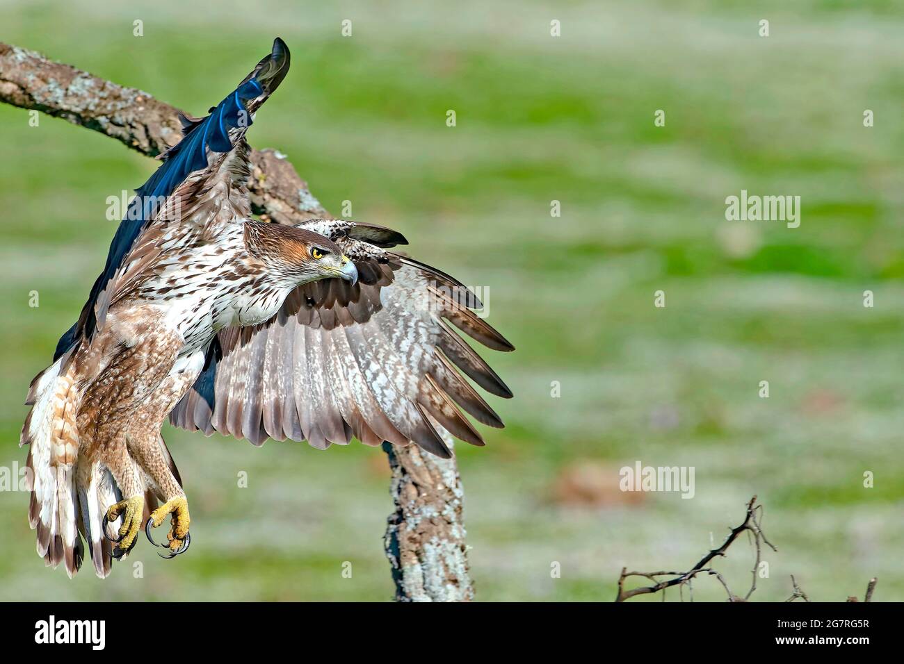 Blick auf den schönen Bonelli-Adler mit ausgebreiteten Flügeln auf dem Ast, Sierra Morena, Spanien Stockfoto