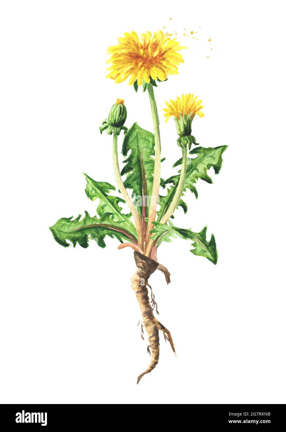 Wilde medizinische Pflanze Dandelion Blume mit Wurzel, Aquarell