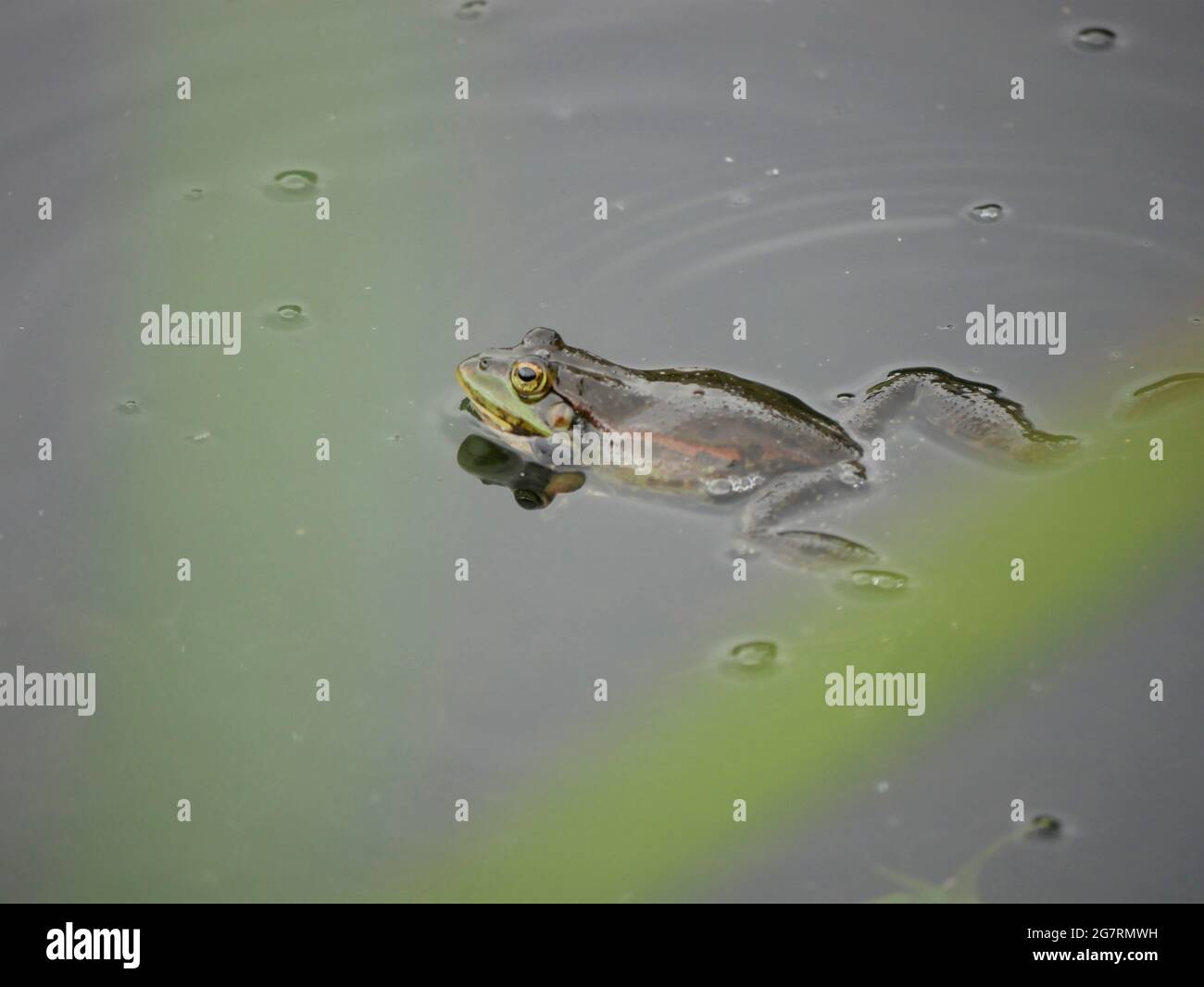 Marschfrosch - Pelophylax ribundus Stockfoto