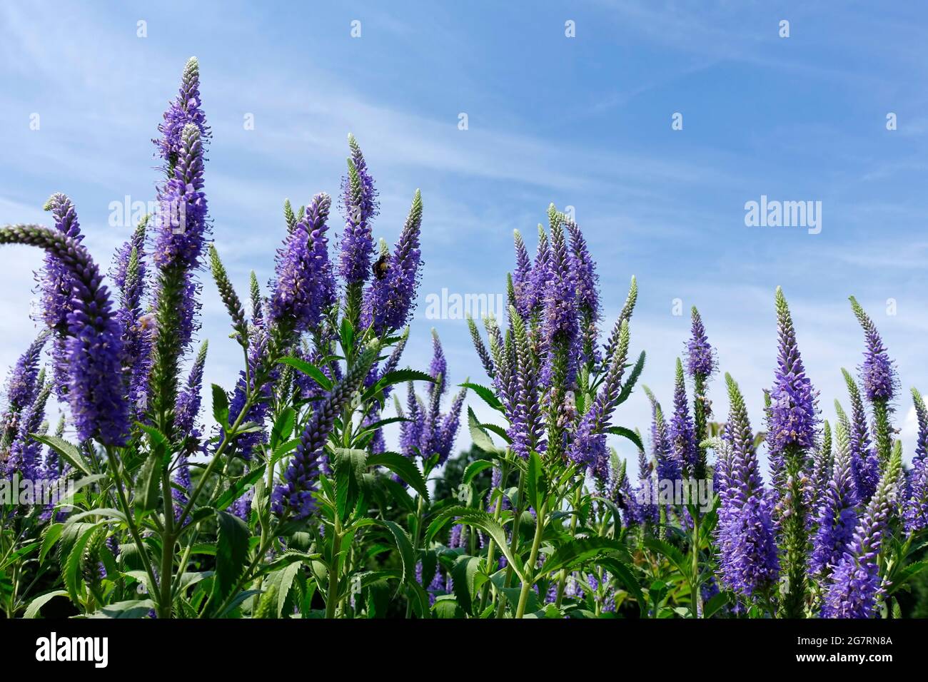 Lila Lupinen Stockfoto