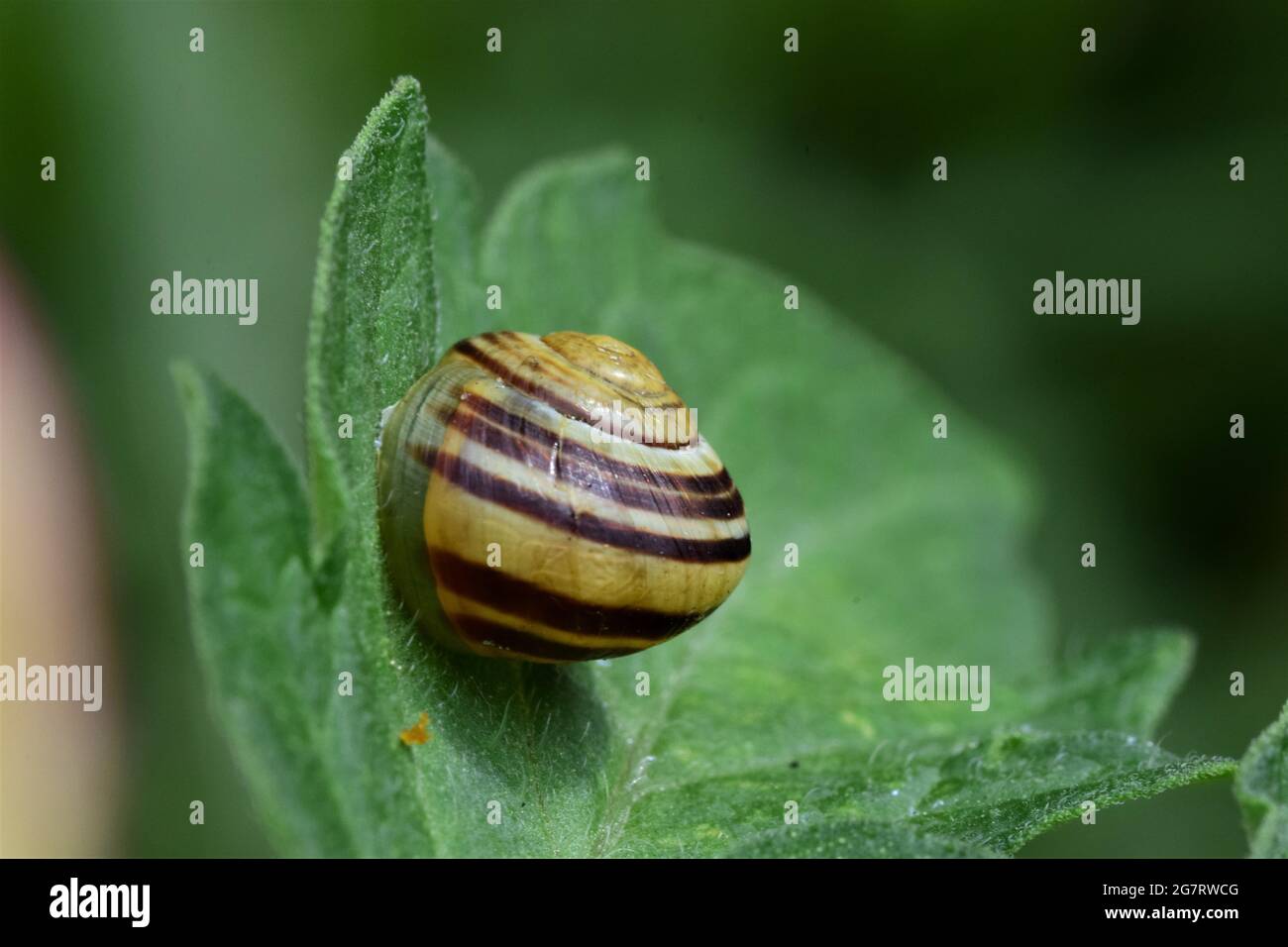 Gehäuseschnecke - Cepaea hortensis auf einem Tomatenblatt Stockfoto