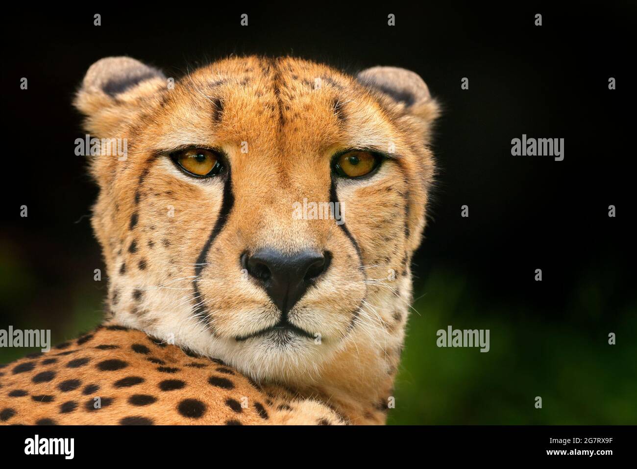 Geparden-Gesicht, Acinonyx jubatus, Nahaufnahme-Porträt einer wilden Katze. Schnellstes Säugetier des Landes, Tansania. Wildlife-Szene aus afrikanischer Natur. Schöner Stockfoto