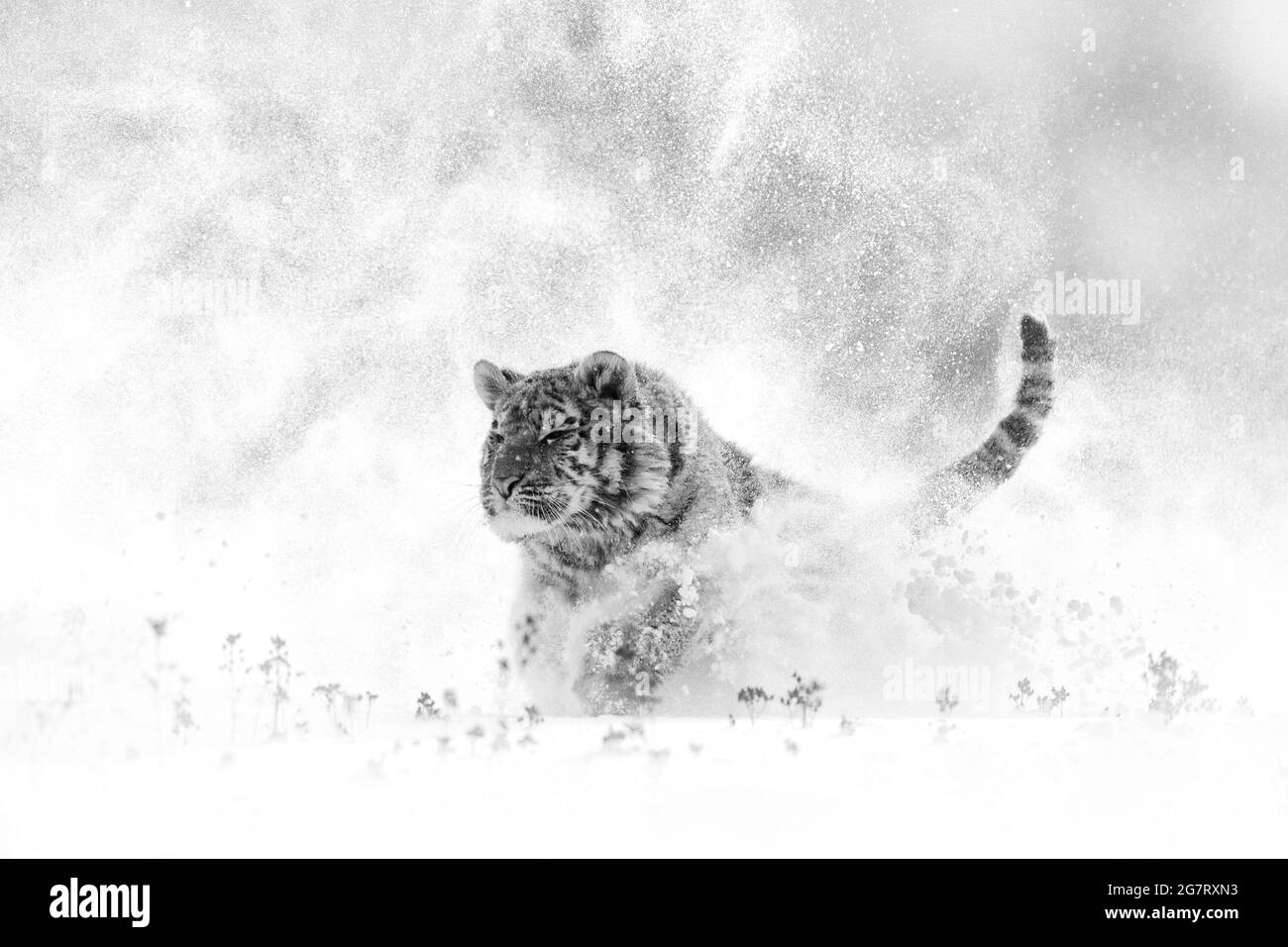 Tiger in wilder Winternatur, Laufen im Schnee. Sibirischer Tiger, Panthera tigris altaica. Schneeflocken mit Wildkatze. Action Wildlife Szene mit Gefahr Stockfoto
